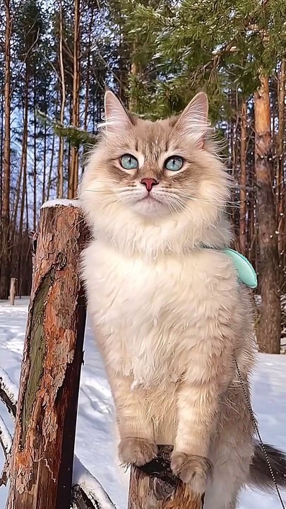 Saleemoffical presentation beautiful cat #cat