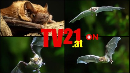 Tiergarten Schönbrunn feiert Fledermaustag