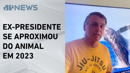 MPF arquiva inquérito de Bolsonaro em caso de baleia