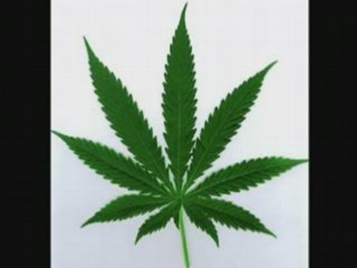 Cannabis