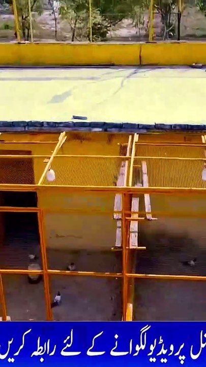 Subscribe Our YouTube Channel For Complete Videos https://www.youtube.com/@PakistanPigeonAssociation