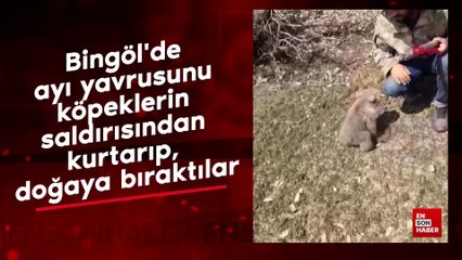 Bingöl'de ayı yavrusunu köpeklerin saldırısından kurtarıp, doğaya bıraktılar