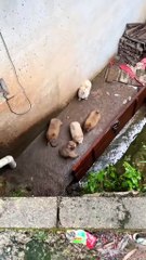 Oh, when I went out to play, the whole group fell into the hole. They were both white and red with yellow noses, but why wasn't anyone smart?