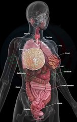 Complete anatomy of female body organs