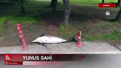 Samsun'da ölü yunus sahile vurdu