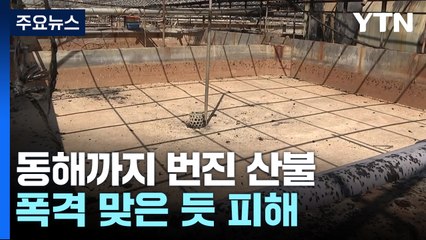 내륙에서 동해까지 번진 산불...해안가도 피해 막심 / YTN
