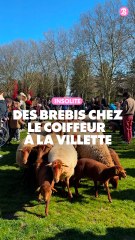 Insolite : Tonte de brebis à La Villette