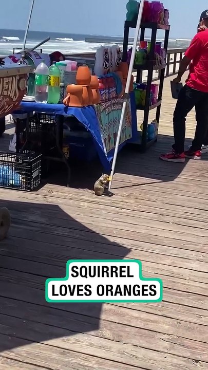 Lach dich schlapp mit Lustige Pfoten Ч. 34