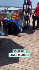 Lach dich schlapp mit Lustige Pfoten Ч. 34