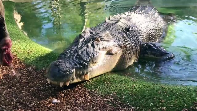 La morsure d'un crocodile vue de près... ça fait peur
