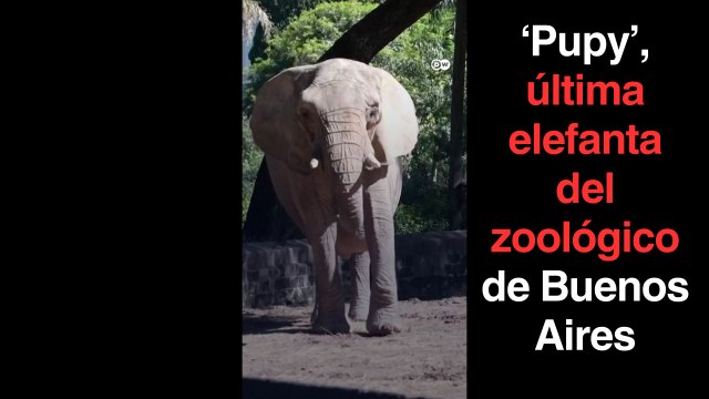 El ex Zoológico de Buenos Aires libera a su última elefanta