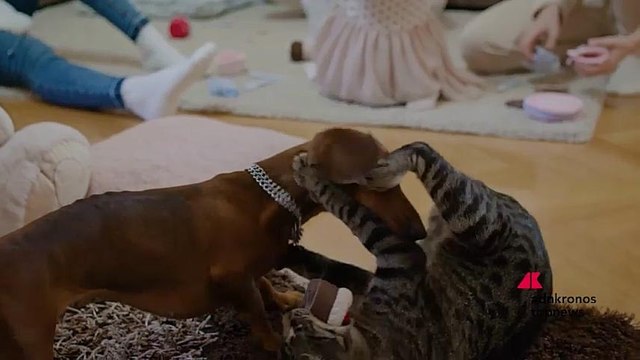 Pet food: ricerca Royal Canin® vede gli italiani più attenti al benessere di cani e gatti, ancora tanti i falsi miti