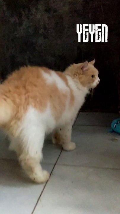 cashkan saja 😹
