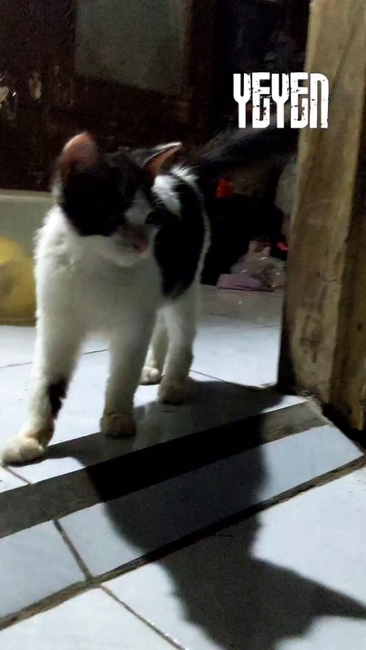 kucing siapa nih ?