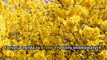 Forsycja Zwisła – Naturalna Tarcza Przeciwzapalna i Przeciwwirusowa | Potwierdzona badaniami z PubMed
