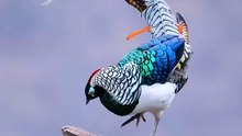 Saleemoffical presentation - Lady Amherst's pheasant.#beautiful
