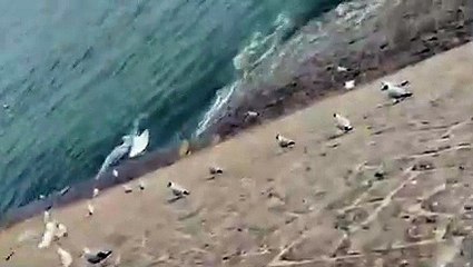 「Decode Global詐欺」謎のカモメ伝説