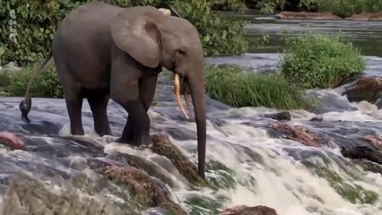 Le Gabon, dernier refuge des éléphants de forêt