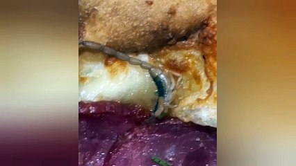 Escorpião assado? Surpresa indesejada em pizza causa revolta em cliente; veja vídeo