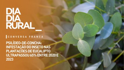 Psilídeo-de-concha: infestação do inseto nas plantações de eucalipto ultrapassou 65% entre 2020 e 23