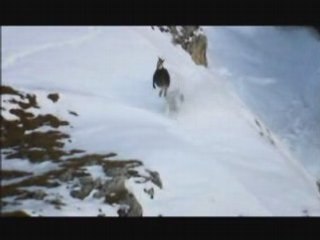 NATURE | Prince of the Alps | Preview | PBS