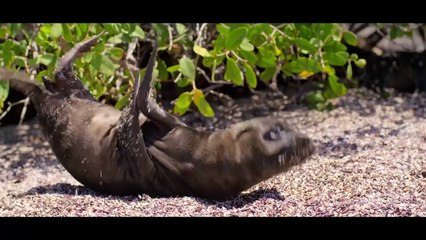 Disneynature’s Sea Lions of the Galápagos Trailer
