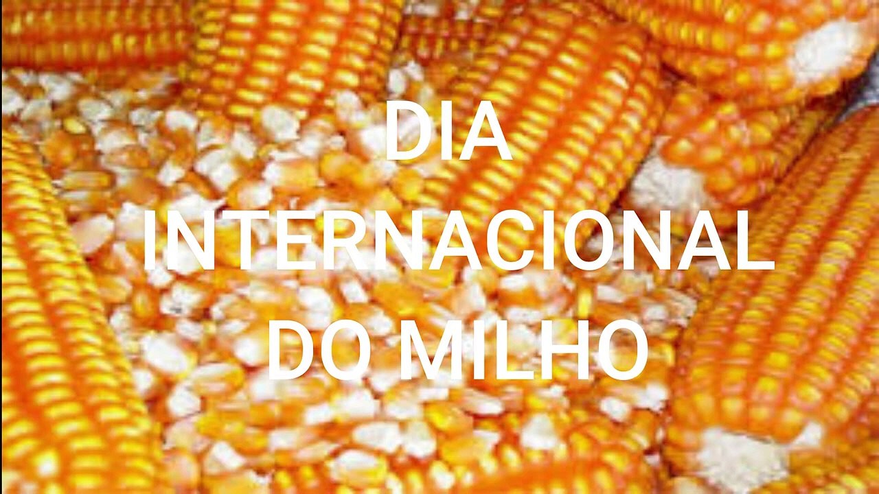 Dia Internacional do Milho