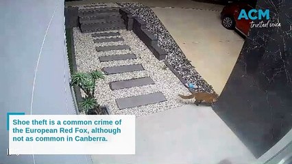 Fox steals sandal from Canberra doorstep - twice