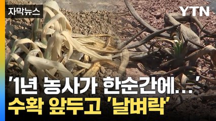 [자막뉴스] 애지중지 키운 농작물 '초토화'...농민들 망연자실 / YTN