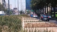 Se secan, se mueren las plantas en el camellón de Chapultepec