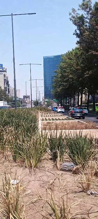 Se secan, se mueren las plantas en el camellón de Chapultepec