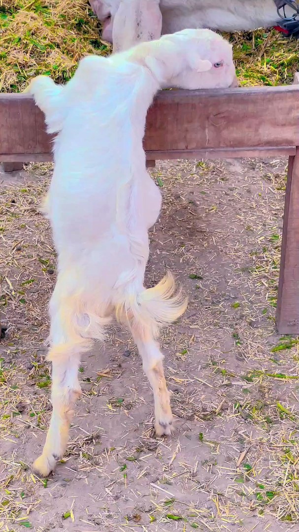 ⁣Pets life