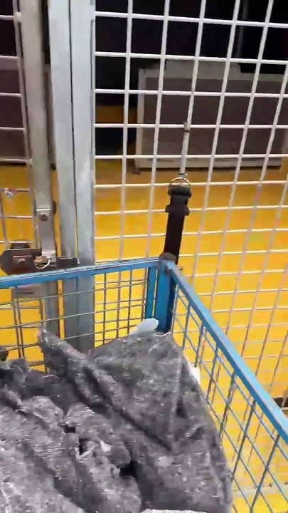 Extrabajadores de la perrera de Barcelona alertan sobre traslado de perros: "Se han hecho sacrificios en el pasado"