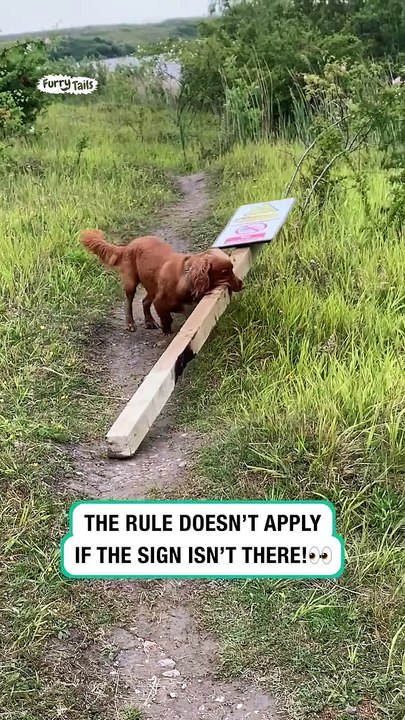 Lach dich schlapp mit Lustige Pfoten Ч. 47