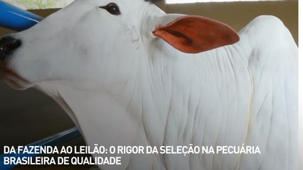 Da fazenda ao leilão: o rigor da seleção na pecuária brasileira de qualidade