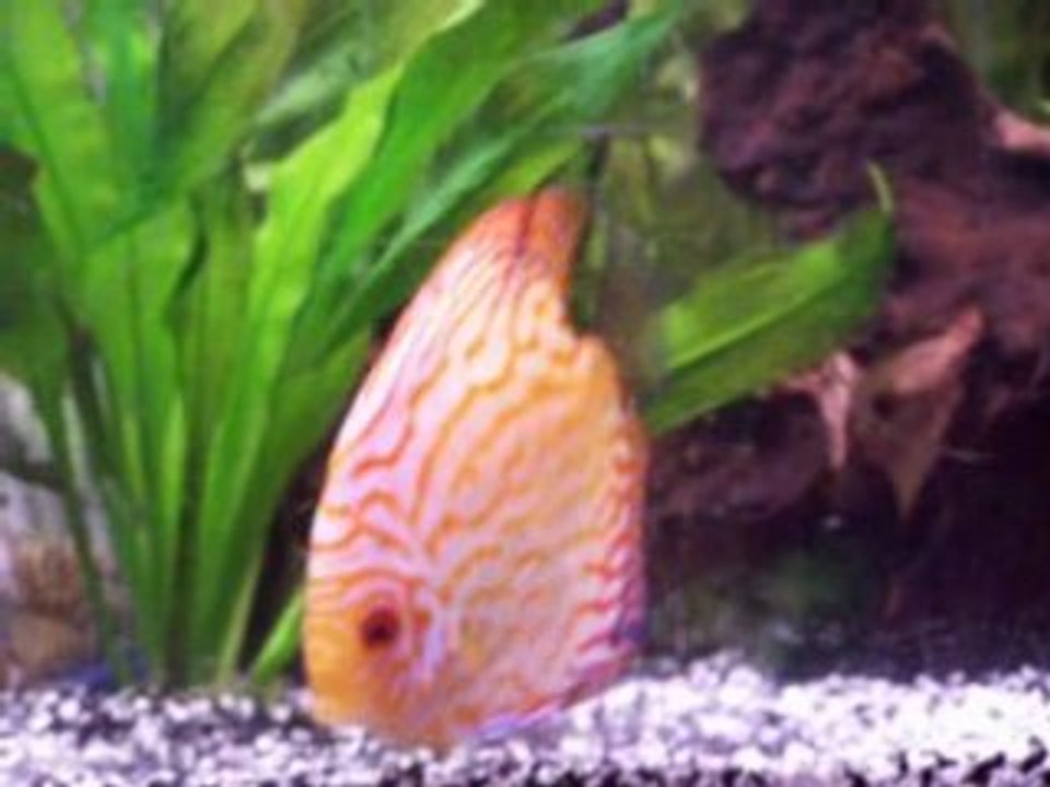 Fretillement discus
