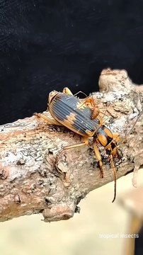 Aggressive Fire Ants Fight Acid Spitting Beetles 😱 tropical insects