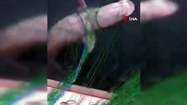 Görenler şaştı kaldı! Tam 72 kilo ağırlığında