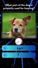 🔍 What Part of a Dog is Used for Hearing? 🐶 | Fun Quiz Challenge! 🎯 | The Quiz Catalyst