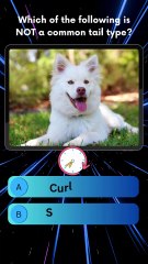 🔍 Which of These is NOT a Common Tail Type? 🤔 | Fun Quiz Challenge! 🧠✨