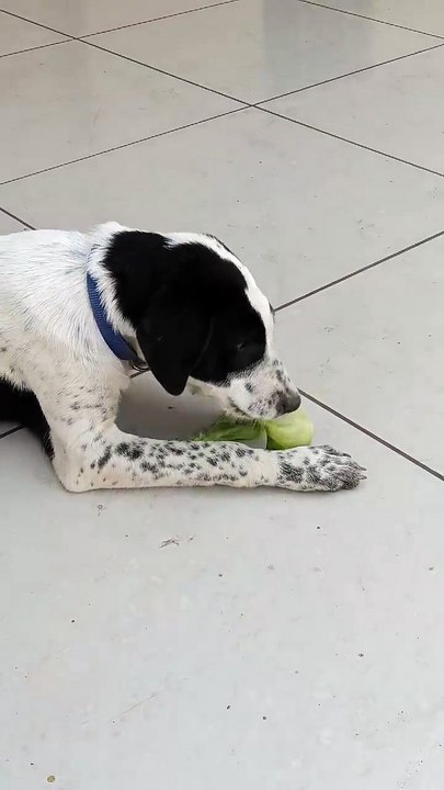 Vegetarian Dog 😂