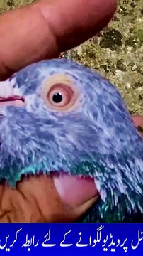 Subscribe Our YouTube Channel For Complete Videos youtube.com/@PakistanPigeonAssociation