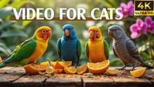 Cat TV Birds Singing & Squirrels Running – Non-Stop Fun - Video For Cats To Watch