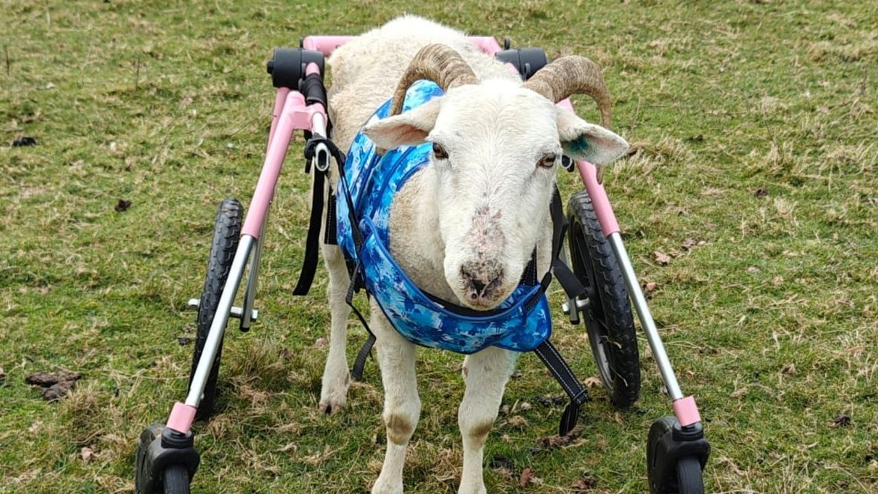 Schaf bekommt Rollstuhl, damit es gehen und laufen kann