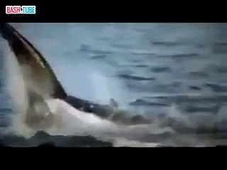 Большая белая акула - это сила