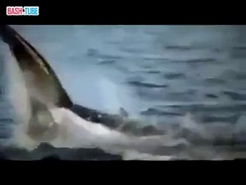 Большая белая акула - это сила