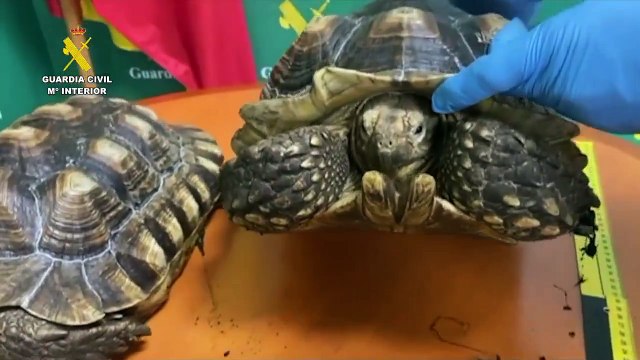 13 investigados por tráfico ilícito de especies protegidas