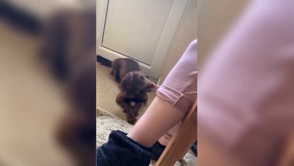 Funniest Animal Clips Compilation!