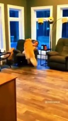 These Funny Pets Will Make Your Day! #animals #funanimal #funanimals #funny #funnyvideo