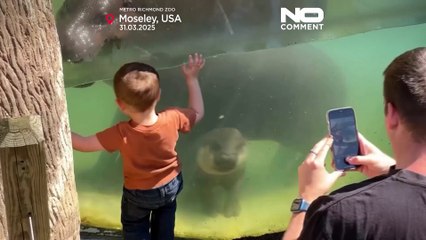 NO COMMENT: Así fue el debut de Poppy, una cría de hipopótamo pigmeo, en el zoológico de Virginia